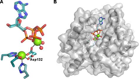 An Hd Domain Phosphohydrolase Active Site Tailored For Oxetanocin A