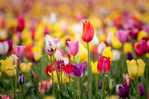 Solve Tulip Party Jigsaw Puzzle Online With Pieces