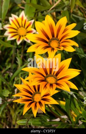 Naranja gazanias tolerantes a la sequía una planta nativa de Africa