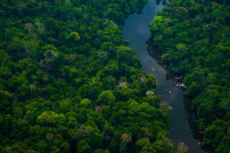 Regnskogen I Amazonas Fotografier Fotografier Bilder Och