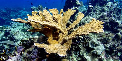 Basic Caribbean Coral Identification Part I: Hard Corals • Scuba Diver Life