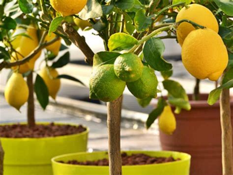 Cu Nta Agua Necesita Un Rbol De Lim N Descubre Los Secretos Para Un