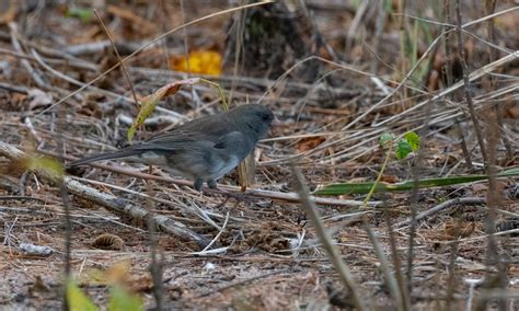 Dark Eyed Junco Park Point Duluth Mn Keith Olstad Flickr