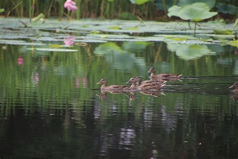 Pato Real Patos Aves Foto Gratis En Pixabay Pixabay