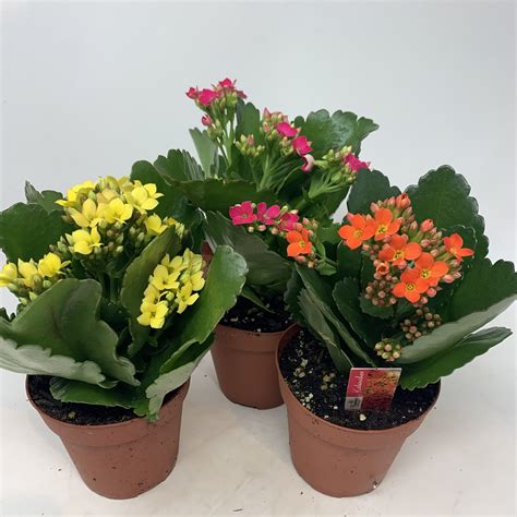 45 Kalanchoe Flowers Talk Tivoli