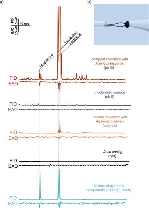 A Representative Gc Ead Traces Of Female Lycoriella Ingenua Odorant