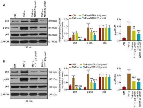 Notoginsenoside R1 Promotes Differentiation Of Human Alveolar