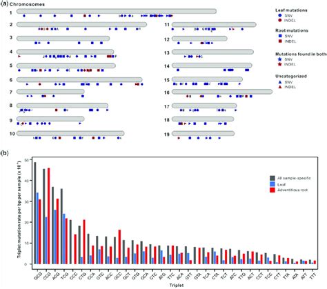 Properties Of Shrub Willow Somatic Mutations A Distribution Of