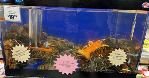 Tops Friendly Markets donating rare orange lobster to the Aquarium of ...