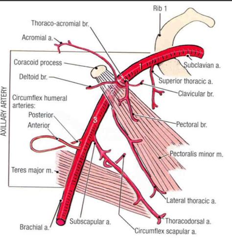 Axillary Artery Branches Arteries Anatomy Human Anatomy And Physiology Diagnostic Medical