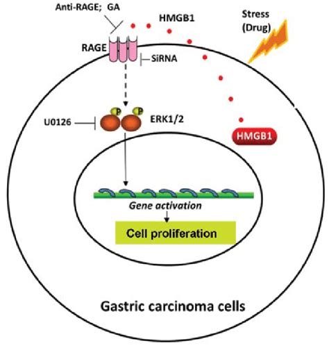 Model Of The Extracellular Release Of HMGB1 And Regulation Of Cell