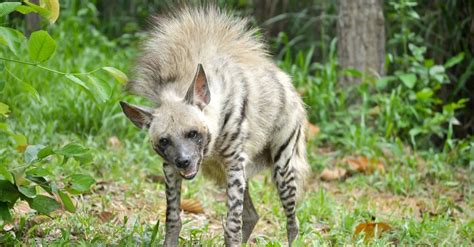 Striped Hyena Animal Facts | Hyaena hyaena - Wiki Point