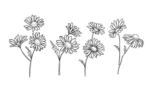 Premium Vector Hand Drawn Daisy Illustration