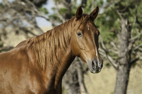australian stock horse rare horse breeds horses rare horses