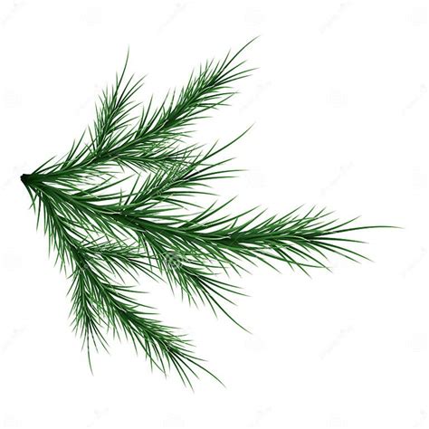 Green Lush Spruce Branch Fir Branches Stock Vector Illustration Of