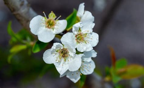 Premium Photo | Almond tree blossoms