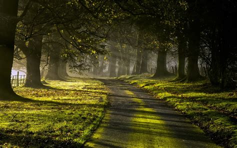 Wallpaper Sunlight Trees Landscape Leaves Night Nature Grass