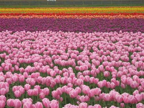 Những hình ảnh thiên nhiên về mùa xuân làm ngất ngây lòng người Thư viện Ảnh đẹp hot nhất 2025