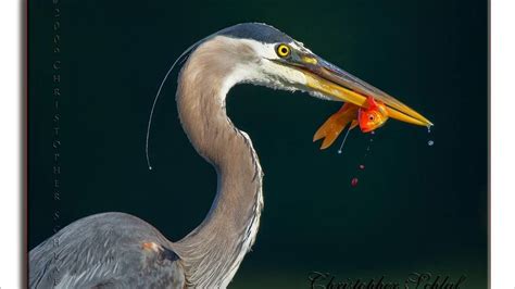 Great Blue Heron Wallpaper