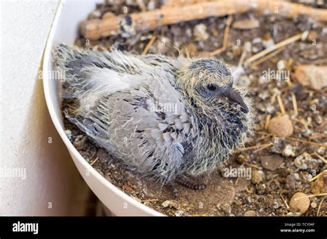 Portrait of a baby pigeon sitting in the flower pot and waiting for ...