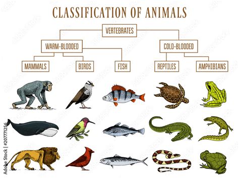 mammals fish amphibians reptiles  birds   common