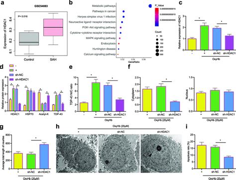 Hdac Silencing Reduces The Formation Of Tdp Inclusions To Alleviate