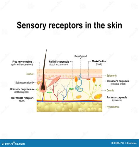 Sensory System