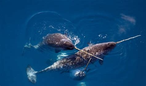 Creatures Of Arctic Animals Thriving In The Frigid Tundra Of Arctic Circle