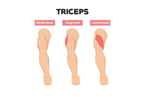exercises  work   heads   tricep infoupdateorg