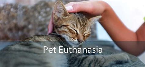 Pet Euthanasia Dog And Cat Euthanasia At Home