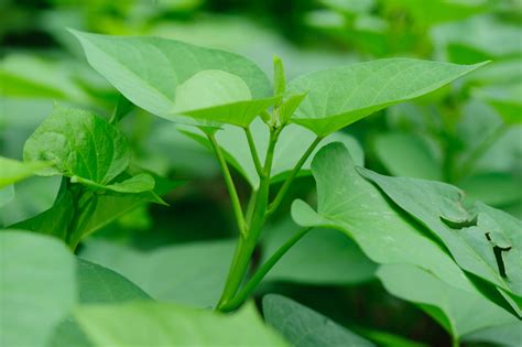 Plantation Culture Et R Colte De La Patate Douce La Pause Jardin