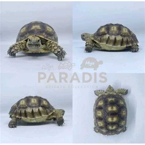 Jual Kura Kura Darat Sulcata Shopee Indonesia