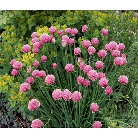 Proven Winners 425 In Grande Proven Selections Medium Chives Live