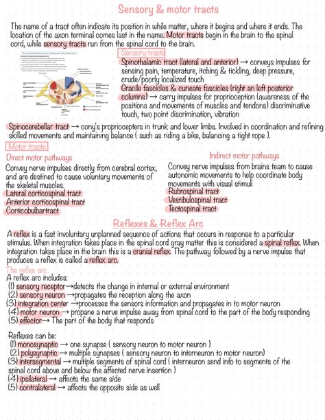 Anatomy and physiology 2 chapter 13 pg 3 - BIOL203 - Studocu