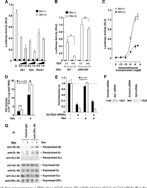 Figure 2 From G Protein β Interacts With The Glucocorticoid Receptor