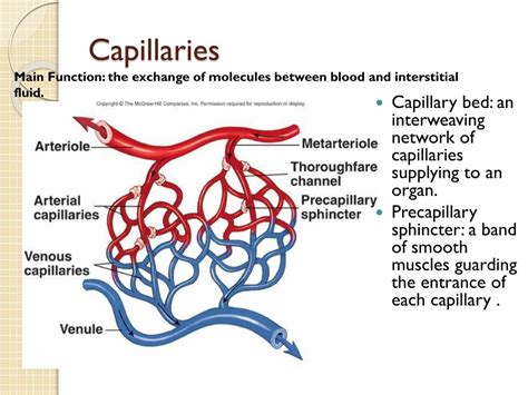 PPT - Blood Flow and Blood Vessels in the Cardiovascular System ... 