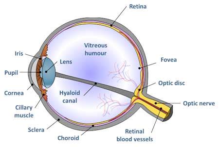 Partes Del Ojo En Ingl S Descubre La Anatom A Visual