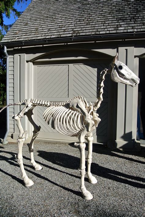 Halloween Horse Skeleton - Best Decorations