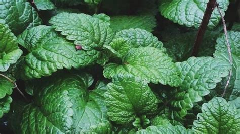 Know The Health Benefits Of Pudina Mint A Summer Must Have