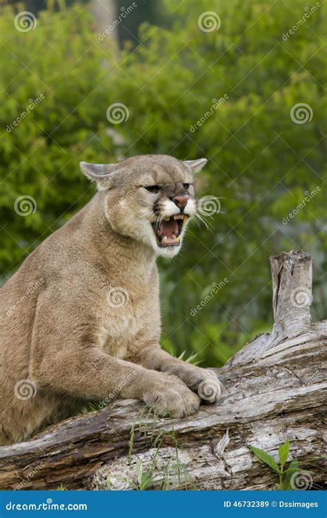 Angry Cougar Stock Image Image Of Felidae Wild Threatening 46732389