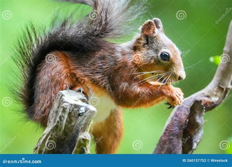 Profile Macro View Of A Mount Graham Red Squirrel Standing At The