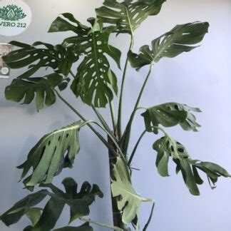 Monstera Gigante Vivero 212 Mar Del Plata