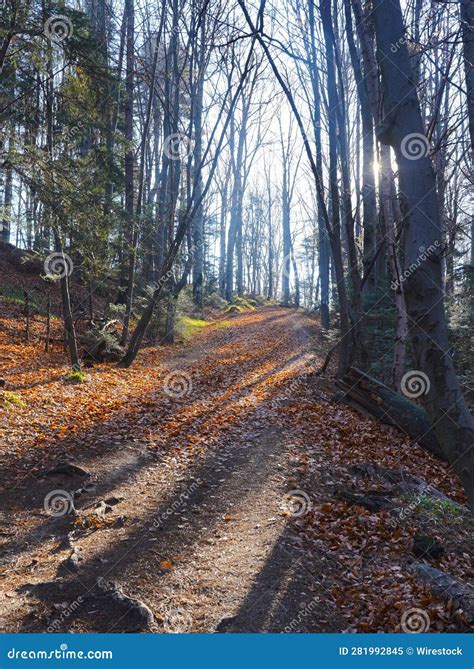 Scenic Autumnal Landscape Featuring A Winding Trail Illuminated By Warm