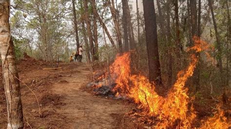 Emergencia En OAXACA Coesfo Reporta 9 Incendios Forestales Activos En