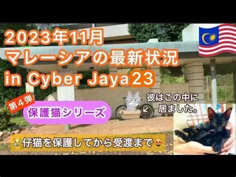 2023年11月①マレーシアサイバージャヤでの生活 バス停の段ボール箱の中に仔猫発見 YouTube