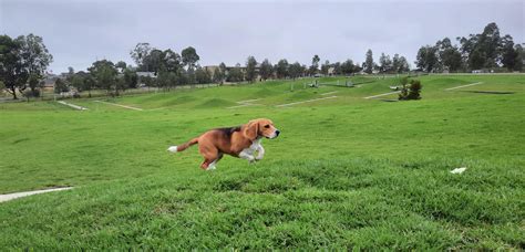 Run Lola, run. : r/beagle