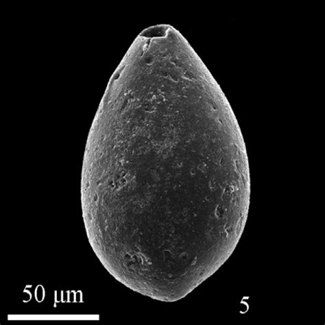 Oolina Vard And Km Around Romania Miocene Neogene Sarmatian