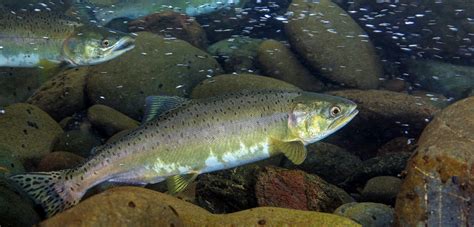 Pink Salmon Wild Salmon Center