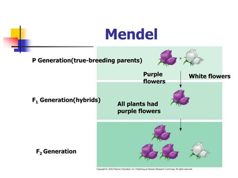 Ppt Who Is Gregor Mendel Powerpoint Presentation Free Download Id