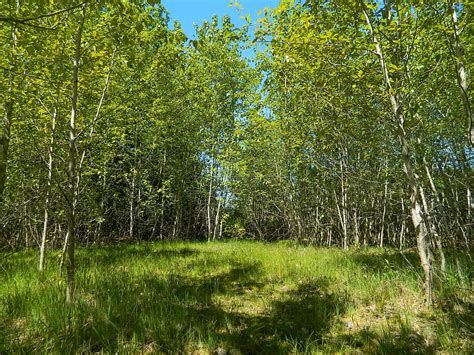 Nature Flowers Trees Grass Mountains Greens Field Polyana Glade